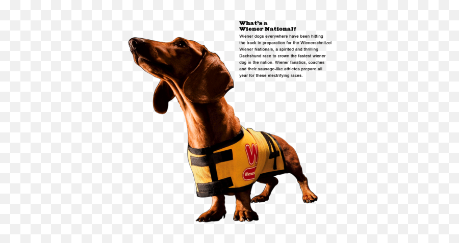 Movie Png And Vectors For Free Download - Dlpngcom Weinersnitchel Dog Emoji,Wiener Dog Emoji