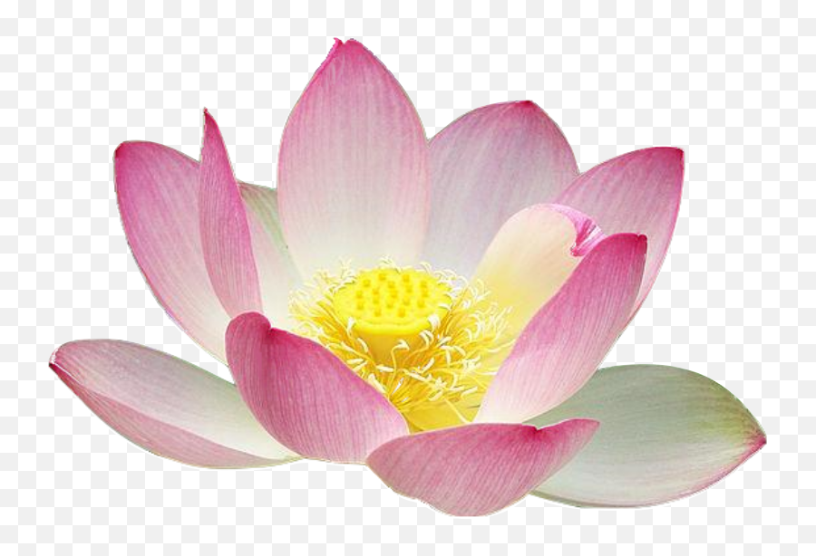 48480 Flower Free Clipart - Flower Free To Use Emoji,Lotus Flower Emoji