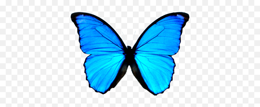 Farfalla Morfo Blu - Blue Butterfly Print Emoji,Butterfly Emoji Ios