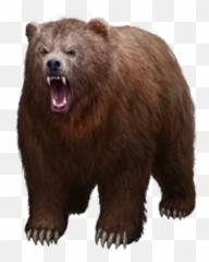 Png bear Picture 1808602 png - Grizzly Transparent Background Bear Emoji