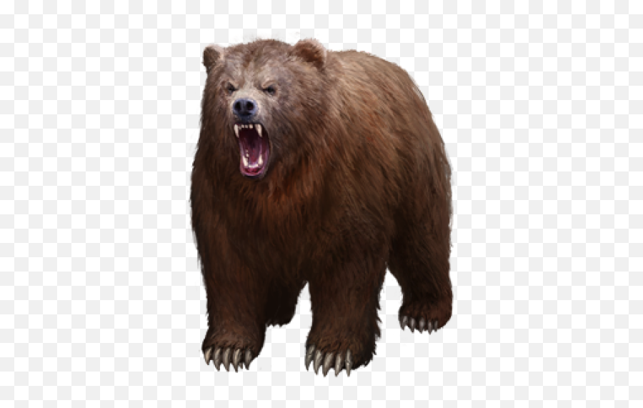 Png Bear Picture 1808602 Png Bear - Grizzly Transparent Background Png Bear Emoji,Grizzly Bear Emoji
