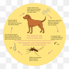 The Mosquito Blog - Know If Your Dog Has Heartworms Emoji,Mosquito Emoji