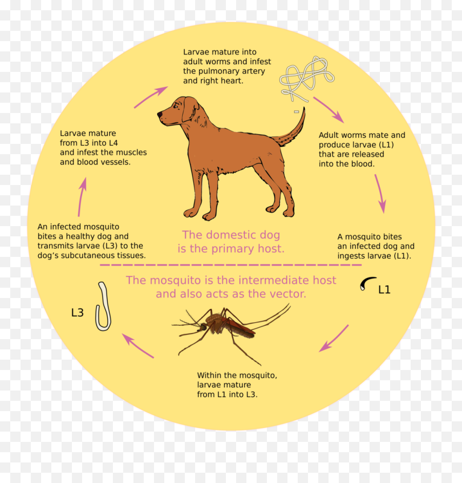 The Mosquito Blog - Know If Your Dog Has Heartworms Emoji,Mosquito Emoji