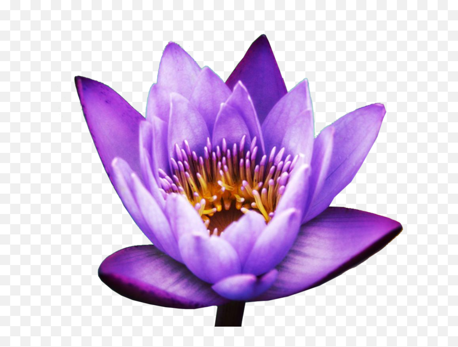 Lotus Flower - Lotus Flower Psd Emoji,Lotus Flower Emoji