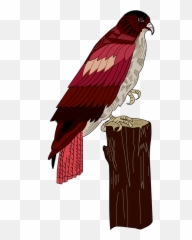 Free Red Hawk Hawk Images - Birds Emoji,Emoji Smoking Weed