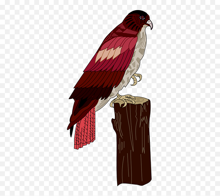 Free Red Hawk Hawk Images - Birds Emoji,Emoji Smoking Weed