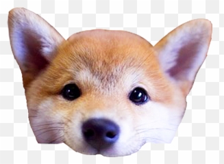 Shiba Dogs Head - Png Of Dog Head Emoji,Doge Emoji