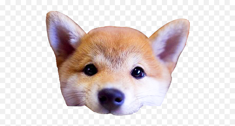 Shiba Dogs Head - Png Of Dog Head Emoji,Doge Emoji