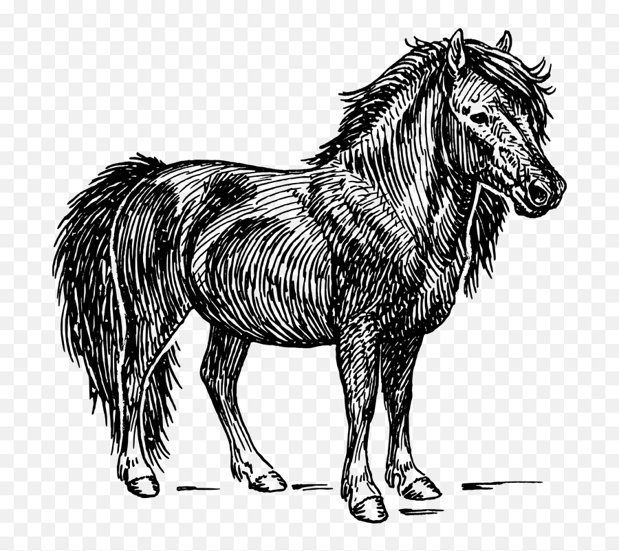 Free Pony Horse Vectors - Shetland Pony Vector Emoji,Horse Emoji