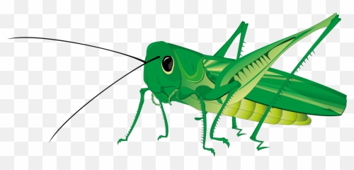 Transparent Background Cricket Clipart - Grasshopper Png Emoji,Cricket Emoji