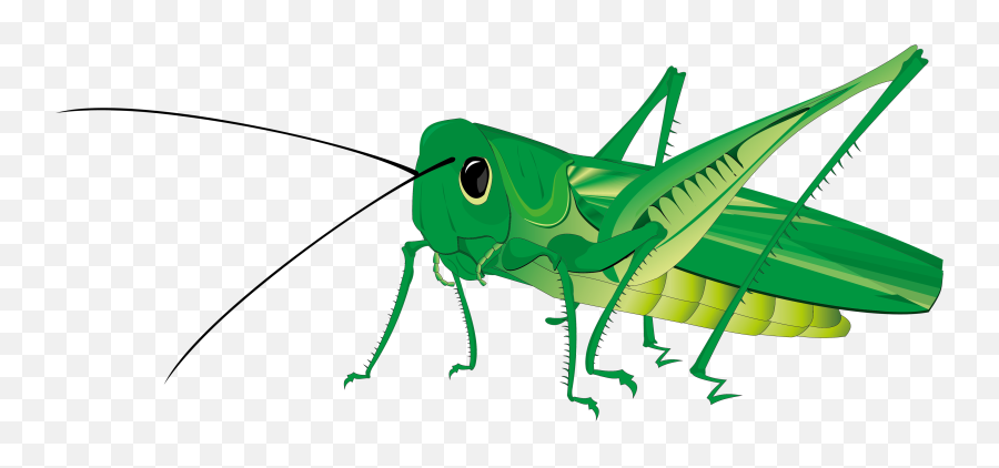 Transparent Background Cricket Clipart - Grasshopper Png Emoji,Cricket Emoji