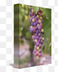 Picture - Rainbow Grapes Emoji