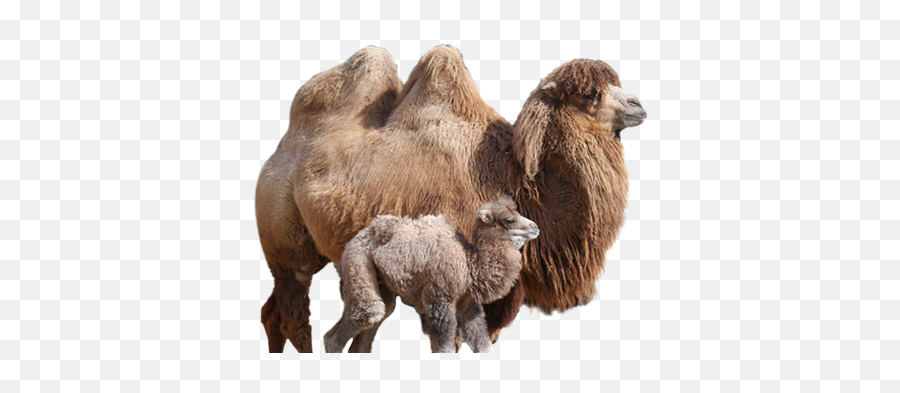 Camel Baby Transparent U0026 Png Clipart Free Download - Ywd Camel Wool Emoji,Hump Day Emoji