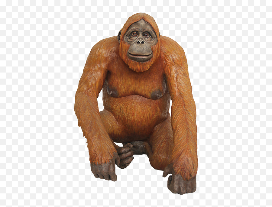 Transparent Background Clipart Orangutan - Orangutan Clipart Png Emoji,Orangutan Emoji