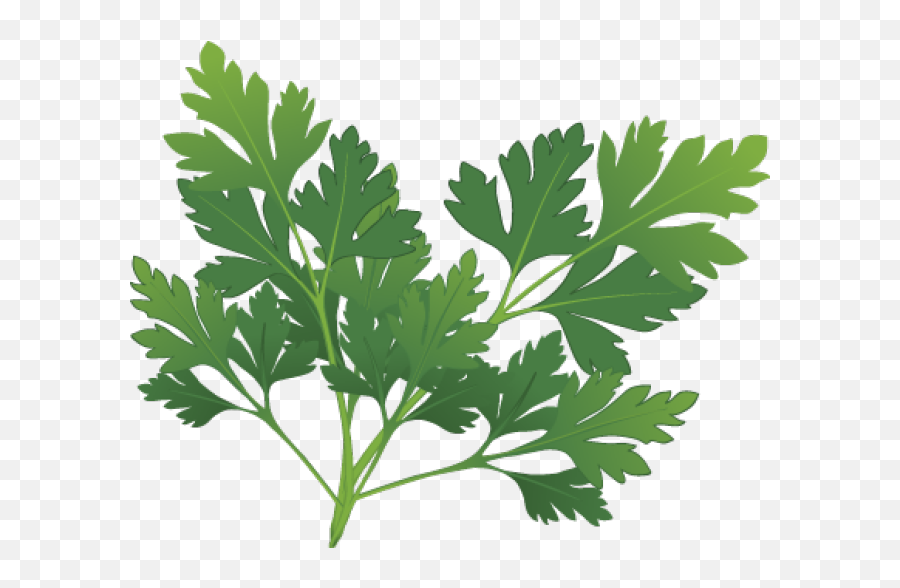 Plant Clipart Herb Plant Herb Transparent Free For Download - Herb Clipart Emoji,Herb Emoji