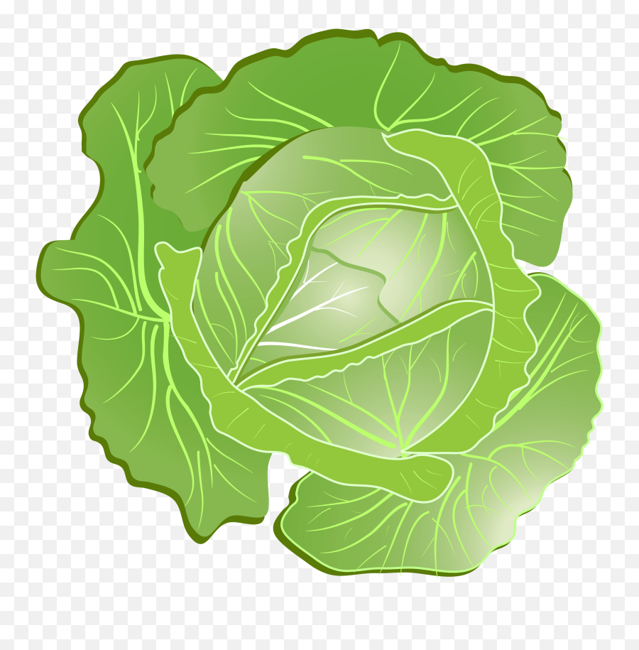 Pin - Cabbage Clip Art In Png Emoji,Cabbage Emoji