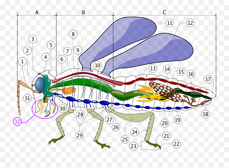 Arthropod Head Problem - Insect Circulatory System Emoji,How To Make A Butt Emoji