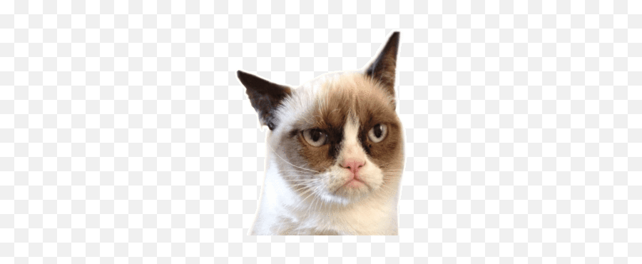 Via Giphy - Not Surprised Cat Meme Emoji,Grumpy Cat Emoji Android