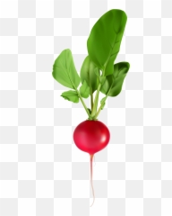 Png Free Radish Plant Emoji,Radish Emoji