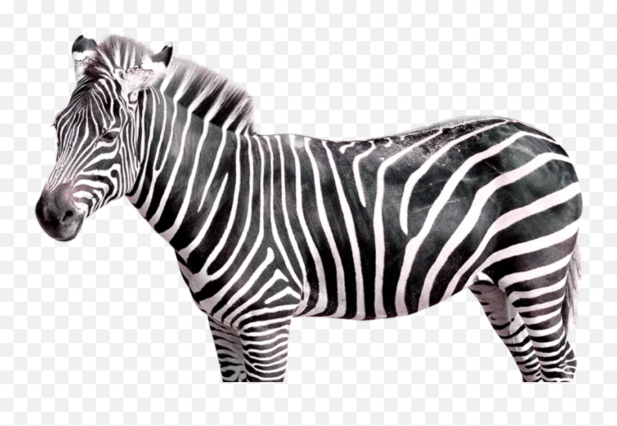 Ehlers - Danlos Syndrome Archives The Unchargeables Zebra Png Emoji,Clench Teeth Emoji