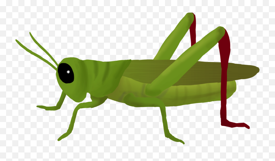 Grasshopper Clipart Love Grasshopper Love Transparent Free - Grasshopper Png Emoji,Grasshopper Emoji