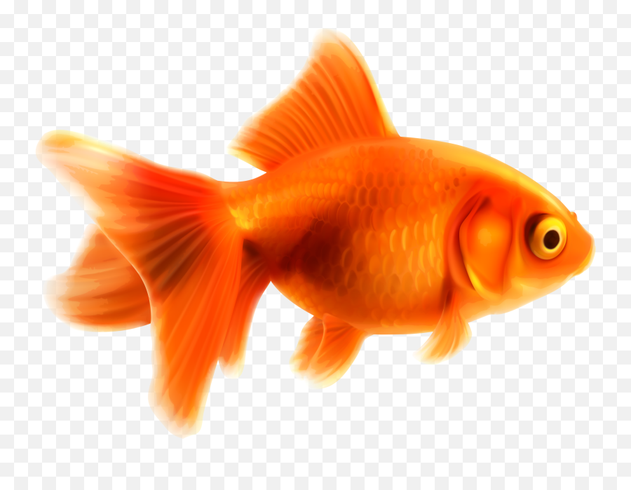 Goldfish Png Images Free Download - Fish Orange Emoji,Goldfish Emoji