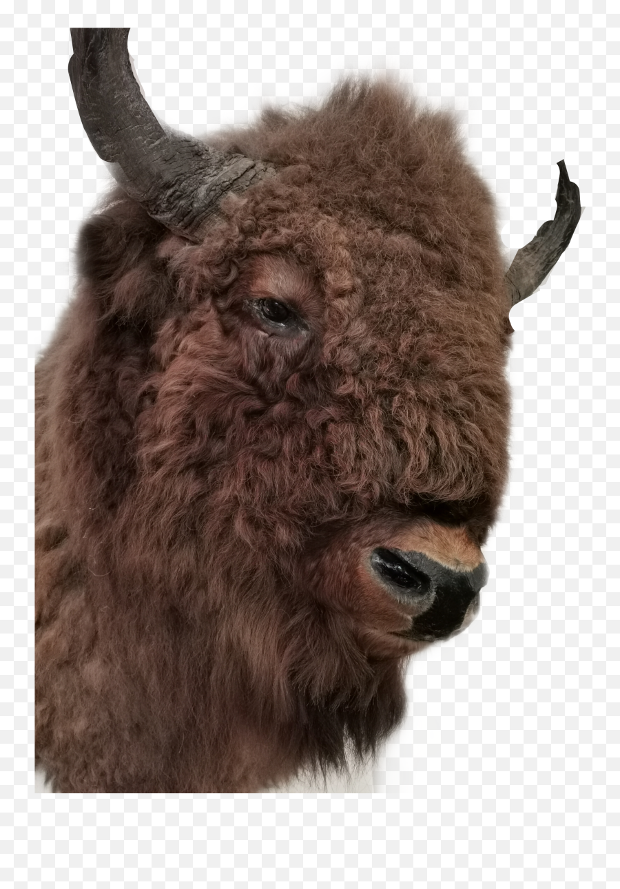 Wisent Büffel - Bison Emoji,Yak Emoji