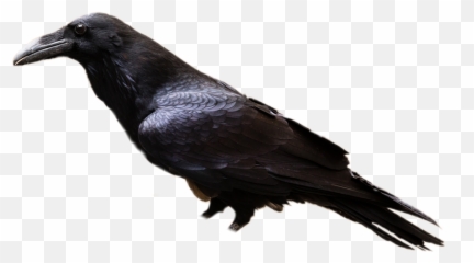 Raven Bird Gothic Ravens Sticker - Common Crow Transparent Png Emoji,Raven Bird Emoji