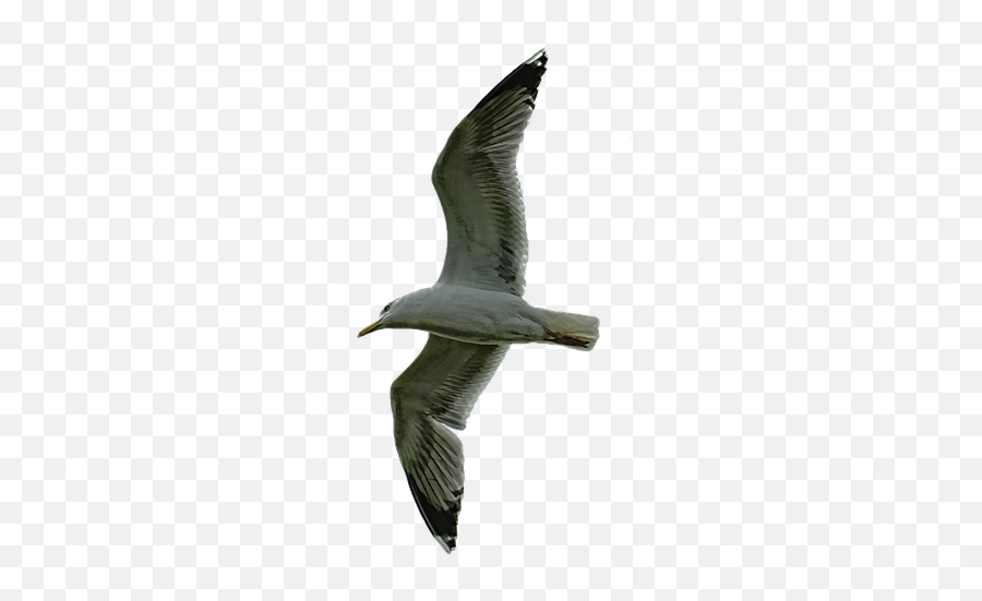 Nature Sky Bird Seagull Dramatic - Laughing Gull Emoji,Sunrise Bird Emoji