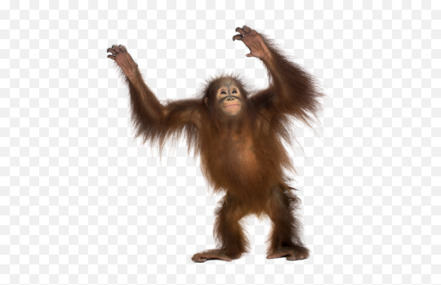 Le Monke Png Transparent Background - Transparent Orangutan Png Emoji,Orangutan Emoji