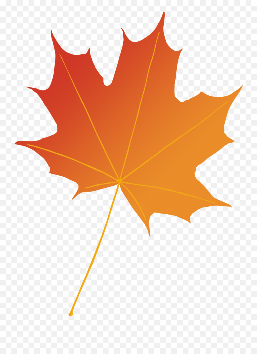 Maple Leaf Photography Illustration Autumn - Leaf Png Maple Leaf Emoji,Maple Leaf Emoji