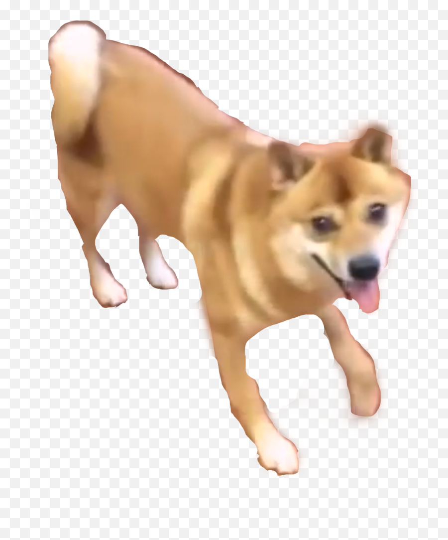 Dancing Doge Shibe Shibenation Meme Doge Dancingdoge - Dancing Dog Meme Transparent Emoji,Doge Emoji