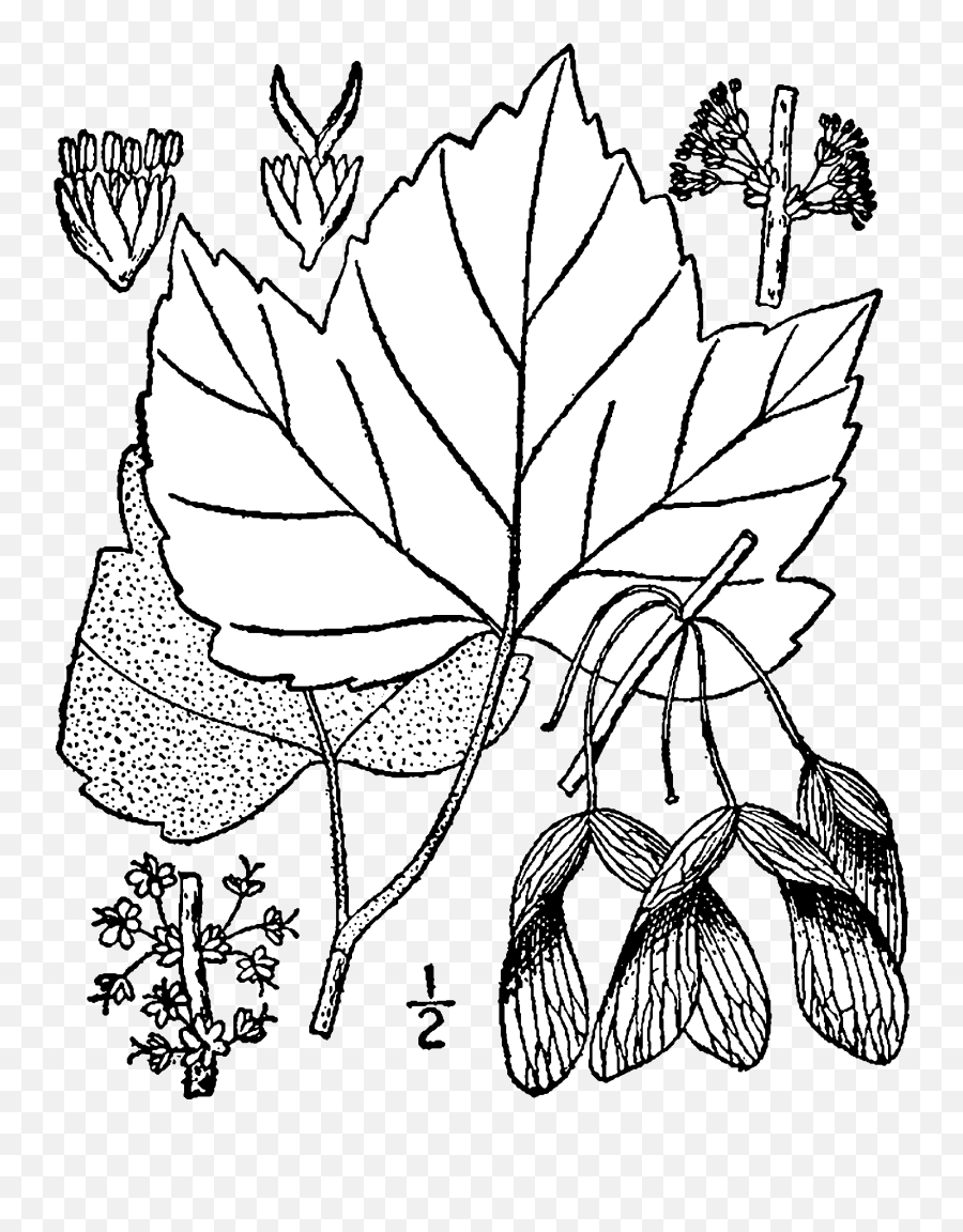 Acer Rubrum Drummondii Drawing - Acer Rubrum Drawing Emoji,Maple Syrup Emoji