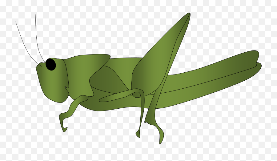Grasshopper Clipart 4 - Png Belalang Emoji,Grasshopper Emoji
