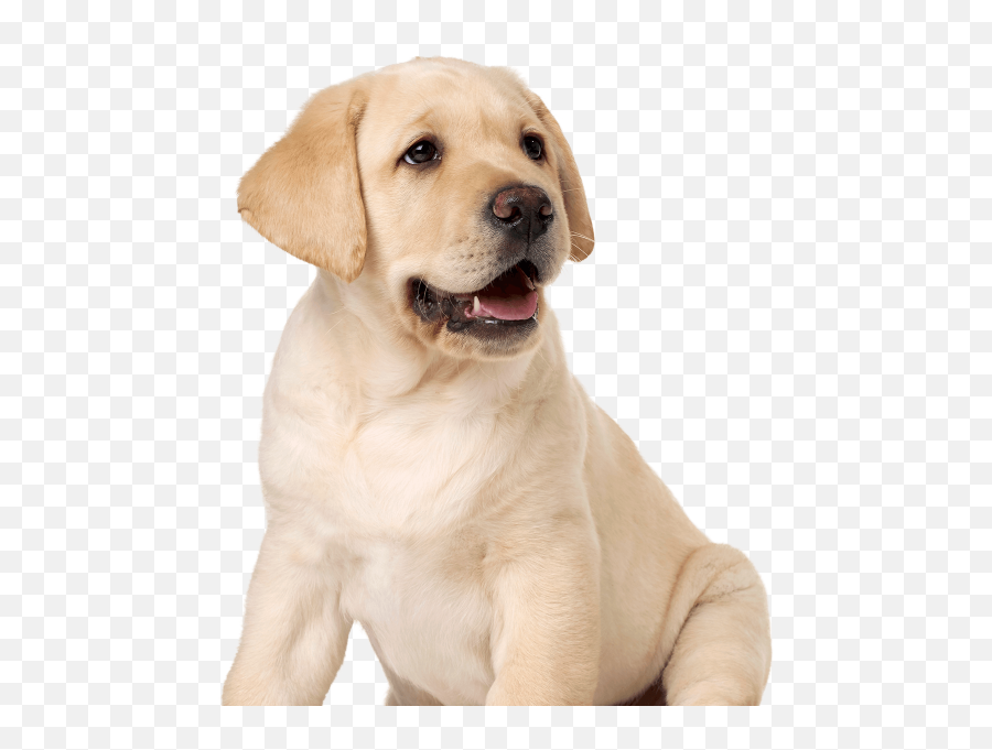 Labrador Retriever Png - Dog Emoji,Water Gun Emoji Transparent
