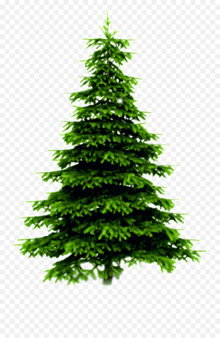Freetoedit Evergreen Tree Pinetree - Real Christmas Tree Transparent Emoji,Evergreen Tree Emoji