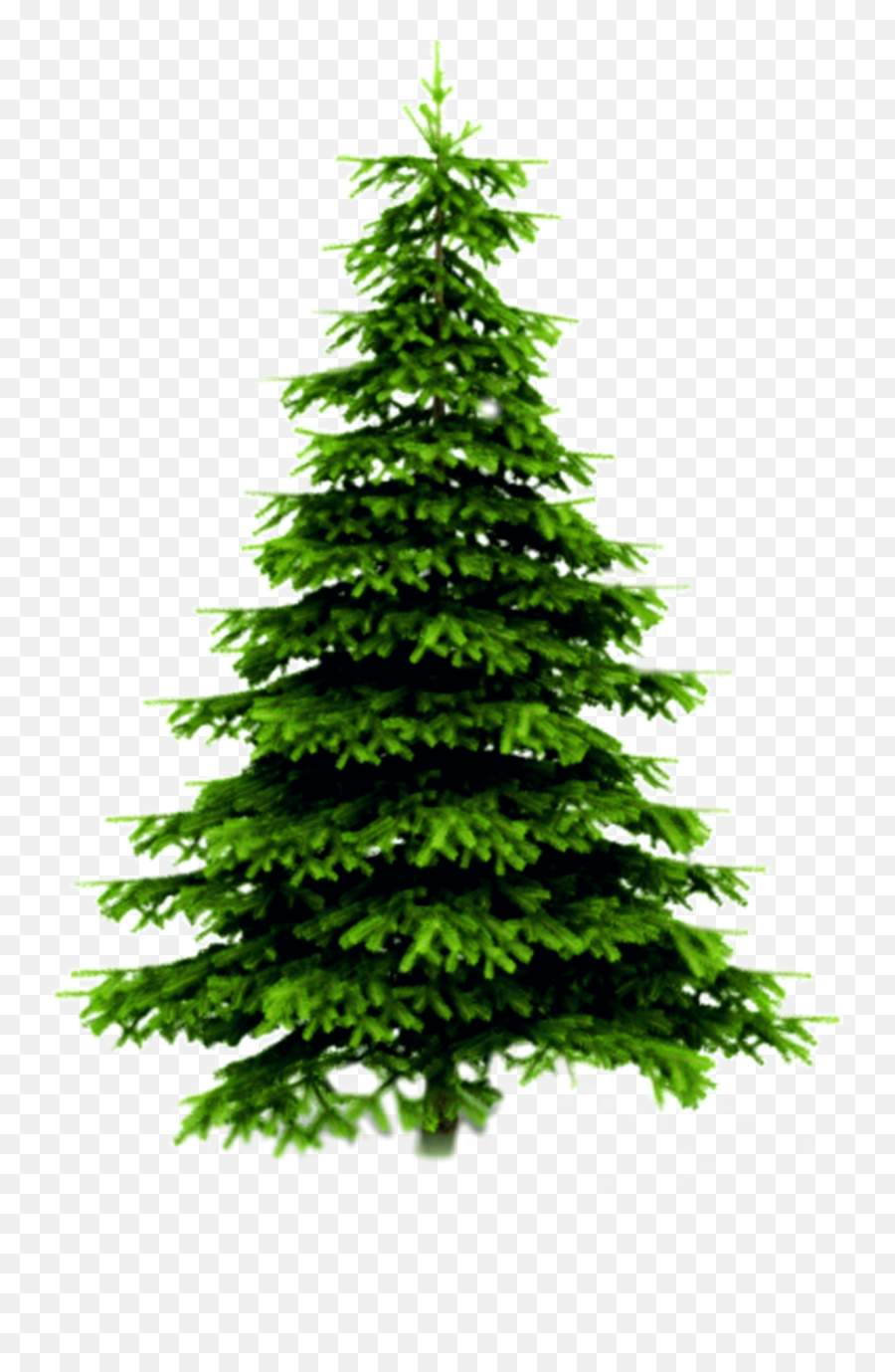 freetoedit-evergreen-tree-pinetree-real-christmas-tree-transparent