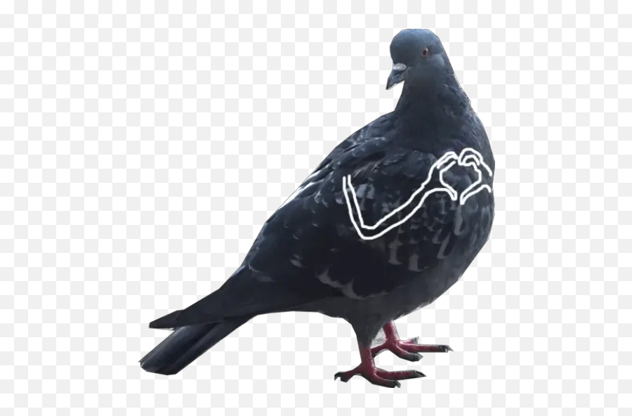 Dove With Hands Stickers For Whatsapp - Pigeon With Hands Emoji,Dove Emoji