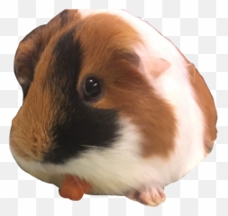 Guinea Pig Mm Freetoedit - Guinea Pig Emoji,Guinea Pig Emoji