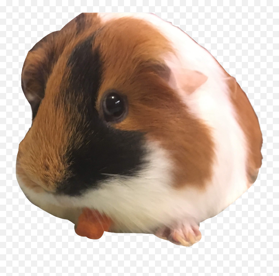 Guinea Pig Mm Freetoedit - Guinea Pig Emoji,Guinea Pig Emoji