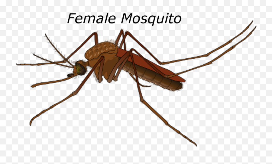Mosquito Clipart Malaria Mosquito Mosquito Malaria Mosquito - Female Mosquito Malaria Emoji,Mosquito Emoji