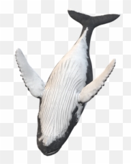 Wal Humpback Whale Animal - Killer Emoji