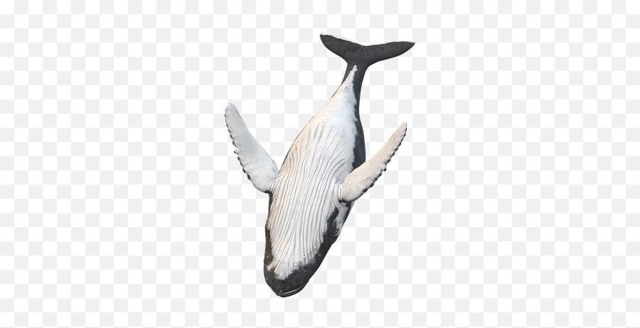 Wal Humpback Whale Animal - Killer Whale Emoji,Whale Emoticon Text