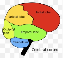 List Of Regions In The Human Brain - Cns And Pns Emoji