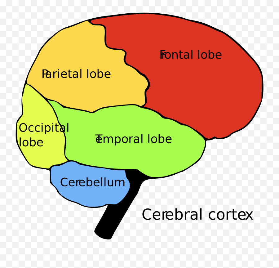 List Of Regions In The Human Brain - Brain Cns And Pns Emoji,Emotion Code Chart Download