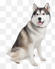 Husky Svg Siberian Transparent Png Clipart Free Download - Transparent Background Husky Png Emoji,Husky Emoji