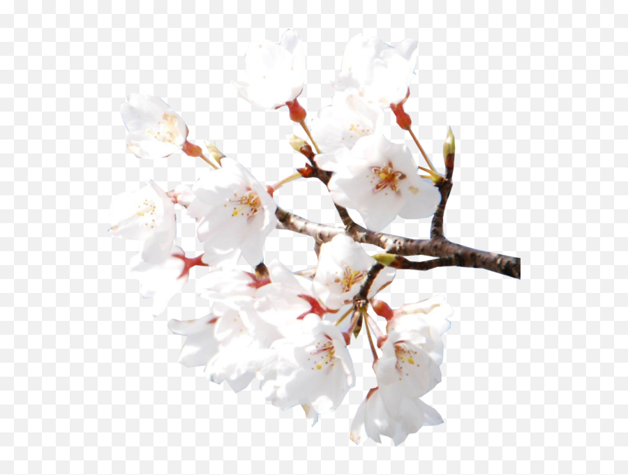 Cherry Blossoms - Cherry Blossom Psd Emoji,Sakura Flower Emoji