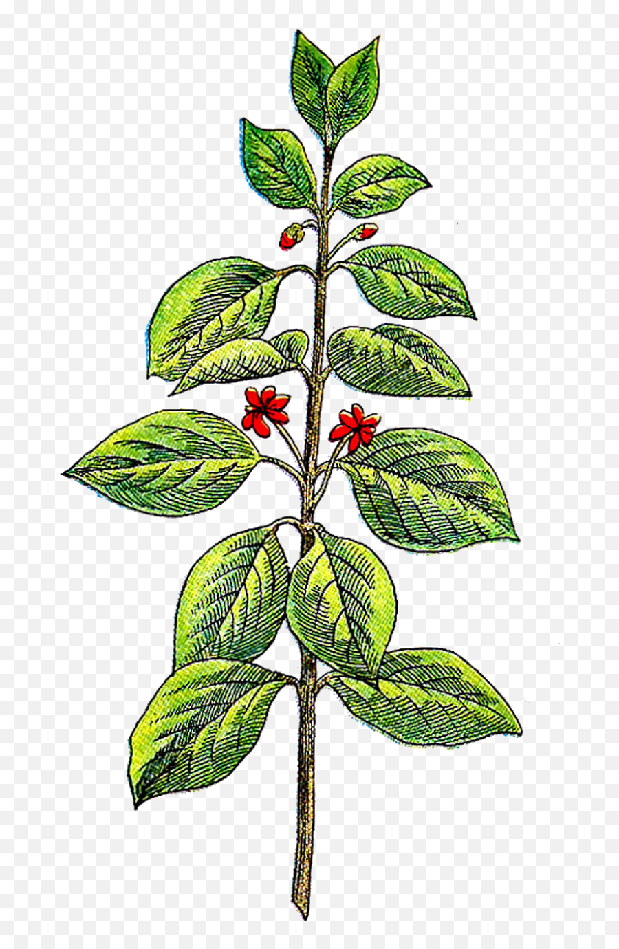 Plants Clipart Herb Plants Herb Transparent Free For - Herb Plant Clip Art Emoji,Herb Emoji