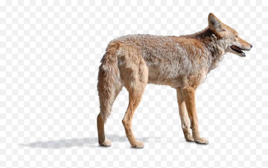 Coyote Wilddog Freetoedit - Coyote Emoji,Coyote Emoji