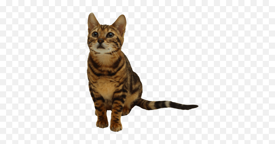 Download Free Png Im - Cat Looking Png Emoji,Kitten Emoticons
